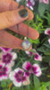 Rose Cut Clear Quartz & Aurora Opal Pendant- Sterling Silver